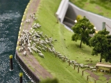 Schafsherde am Kanal